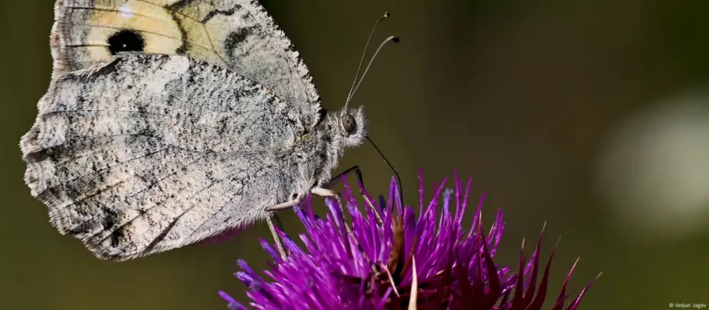 Macedonian Grayling: Kupu-kupu Paling Terancam Punah di Eropa dijual Secara Online 7 70443329 1004 1