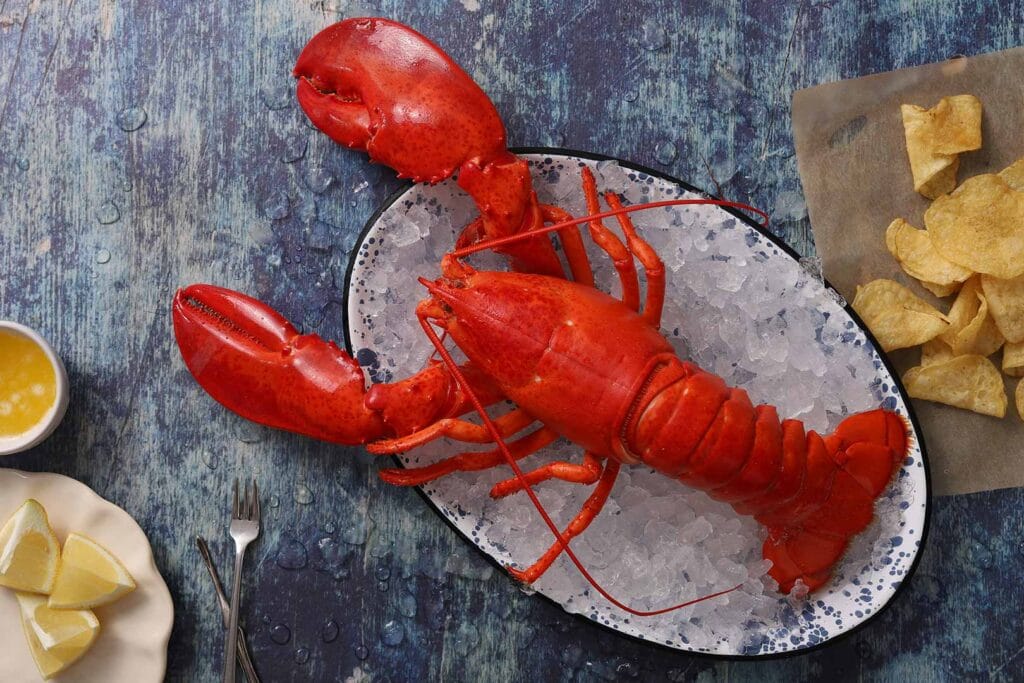 cooked maine lobster 1