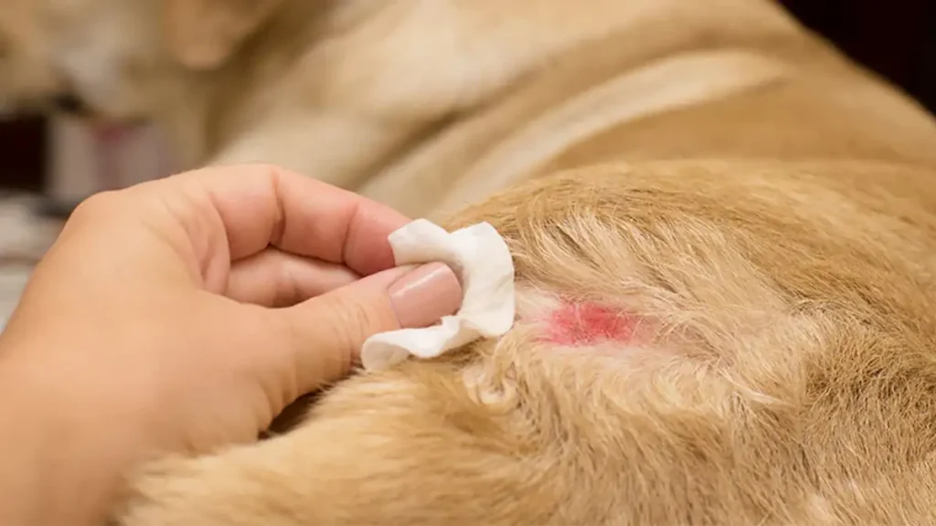 How to Heal a Dog Wound Fast at Home