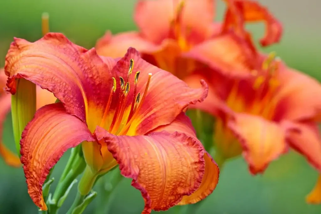 Understanding Daylily Fertilizing