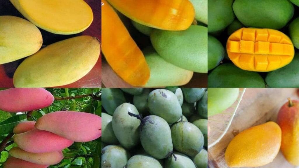Mengenal 5 Jenis Mangga di Indonesia 21 mvrelhtnwwrxozv
