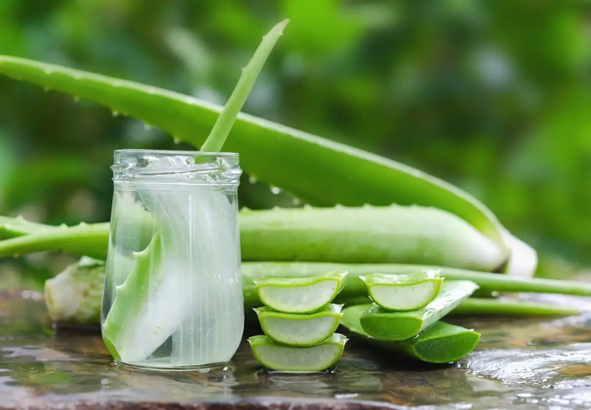 Sebuah toples berisi gel aloe vera diletakkan di atas permukaan kayu, dikelilingi daun aloe vera segar. Beberapa daun diiris, memperlihatkan gel bening di dalamnya. Latar belakang hijau subur menunjukkan suasana alami.