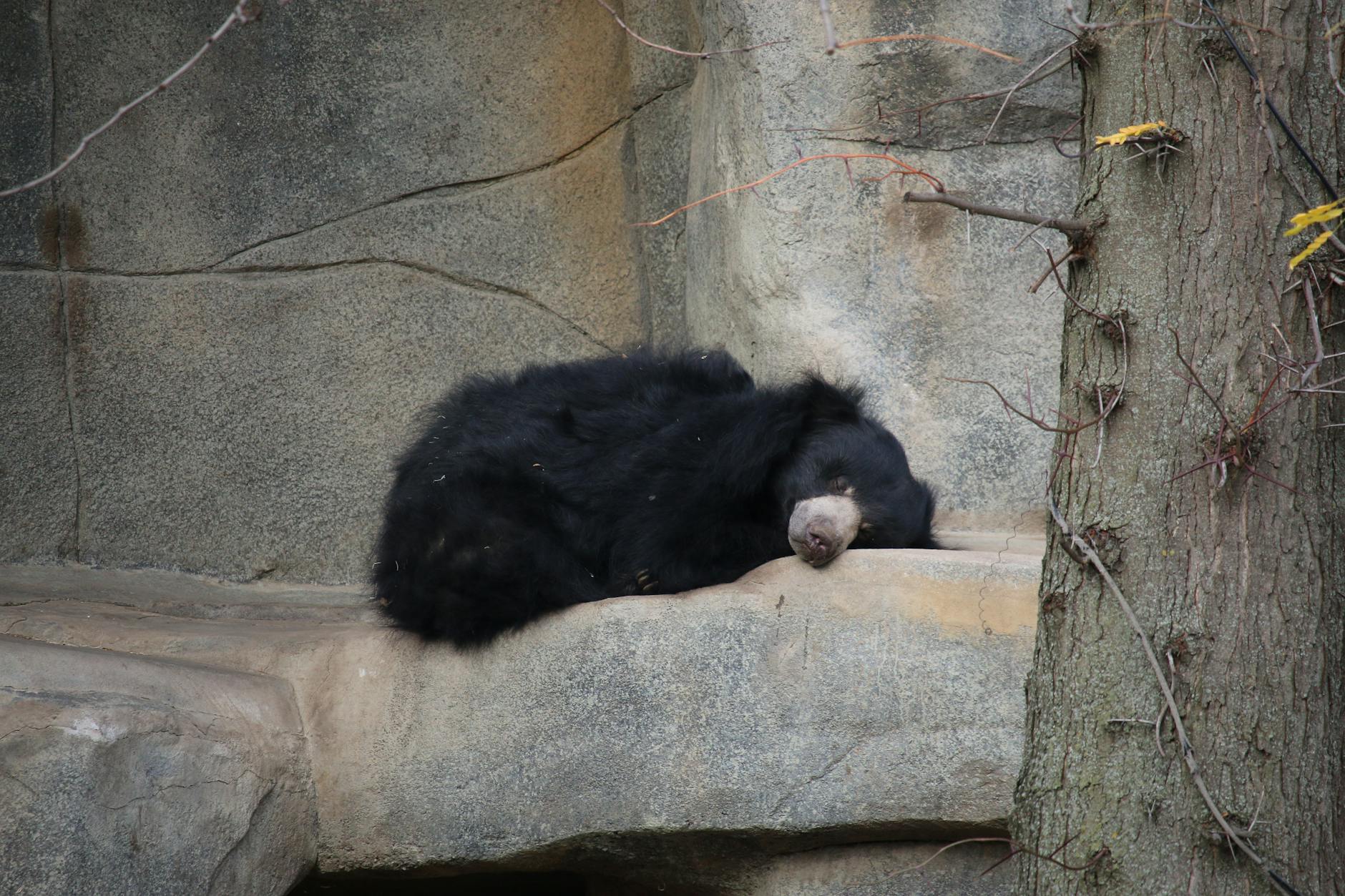 close up of a sleeping bear in a zoo